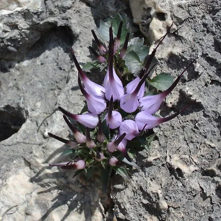 Fruehstueckspension Wulfenia Da Livio Hotel Passo Pramollo